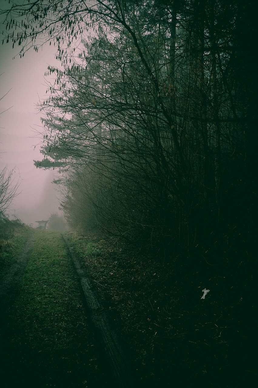 nature, the dark, green-4964735.jpg